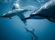 B体育官网：开启专业体育线上娱乐的新纪元